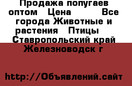 Продажа попугаев оптом › Цена ­ 500 - Все города Животные и растения » Птицы   . Ставропольский край,Железноводск г.